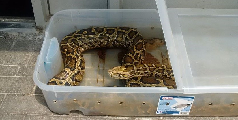 紐馬克特市發現兩條被遺棄的蛇