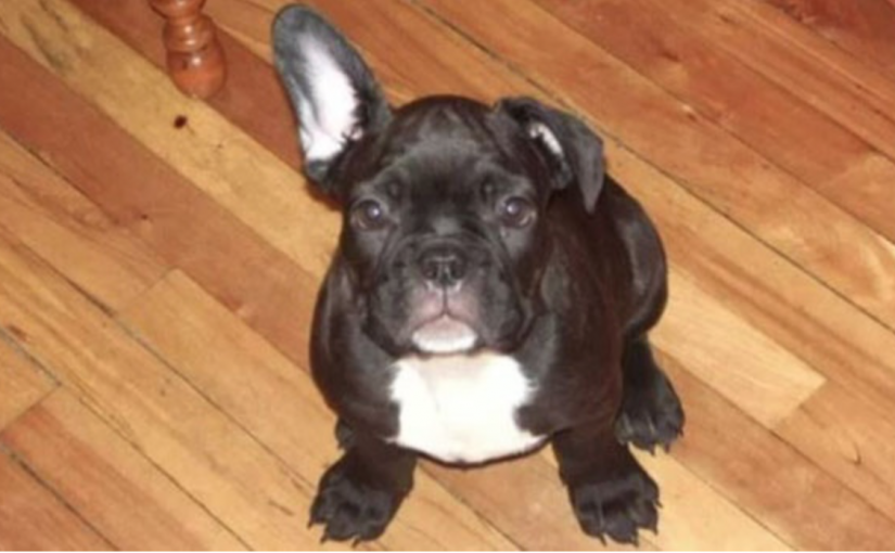 “它的身體比灶台還燙” 女子把狗留在車內被控罪