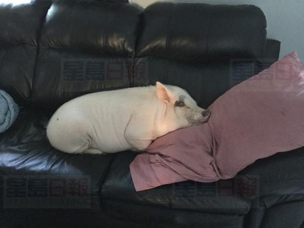 不要再把豬當寵物養 因為這是違法的