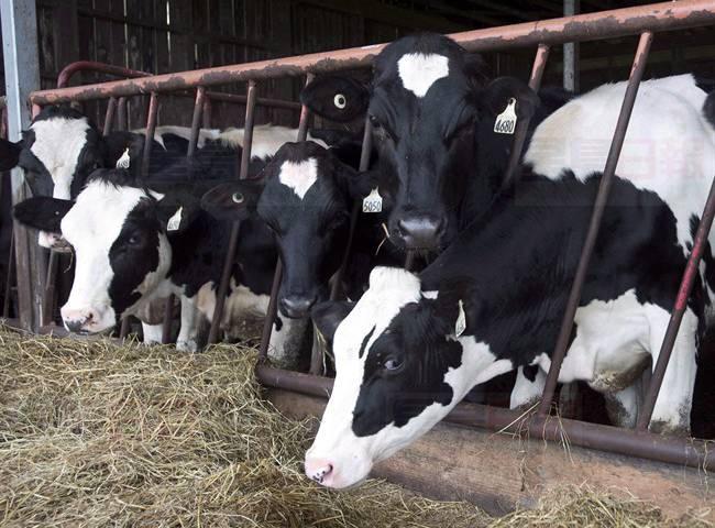 加愛德華王子島10頭奶牛被閃電劈死