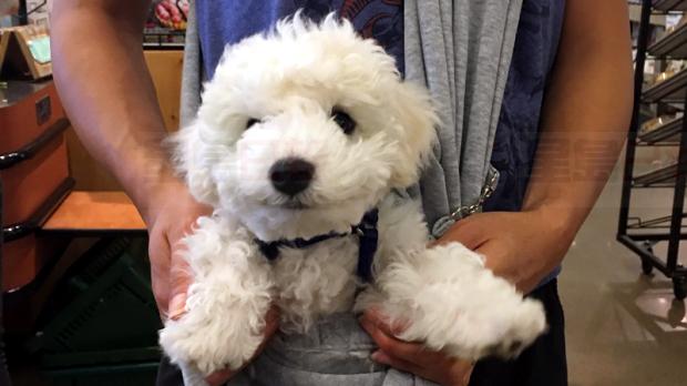 溫市小狗公園誤吞K仔險送命