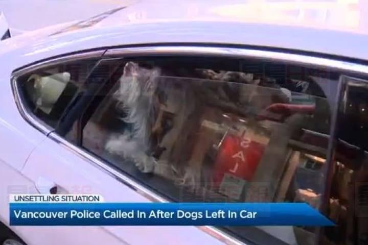 溫哥華警方救出三隻被留在汽車內至少3小時的小狗