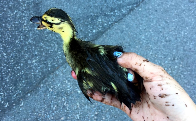 列市騎警拯救14幼鴨 與母重聚