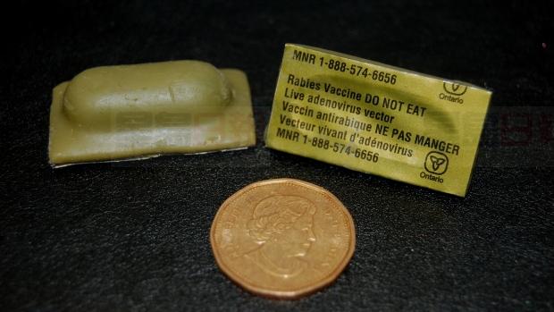多倫多開始為野生動物投放瘋狗症疫苗