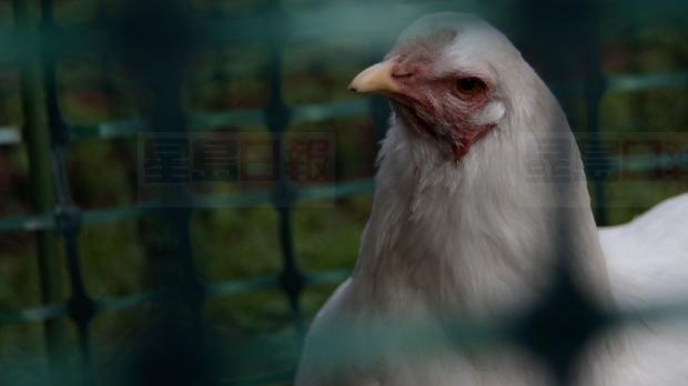 多倫多議會正在討論解除養雞禁令