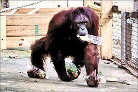 寶特瓶喝越多越禍及子孫