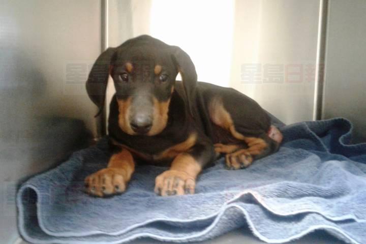 3個月大小狗遭截尾遺棄蘭里街頭