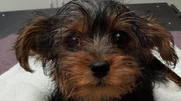 殘忍！多倫多有人把小狗裝在塑料袋里扔進垃圾桶！