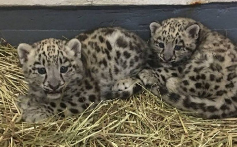 多倫多動物園小雪豹死於肺炎