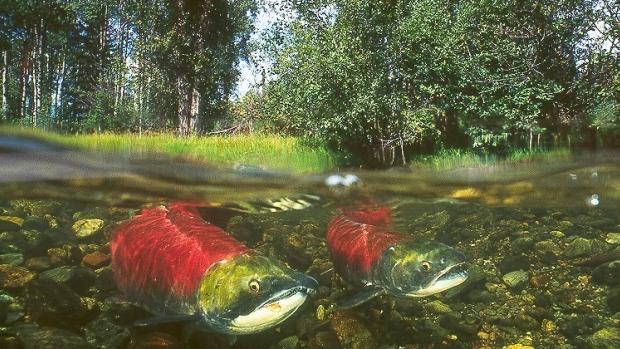 卑詩省菲沙河谷的三文魚回游量可能會減少