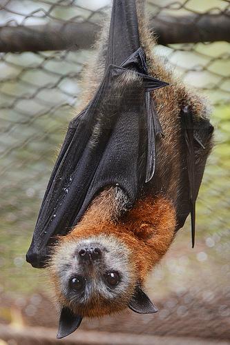 探尋蝙蝠生活秘密