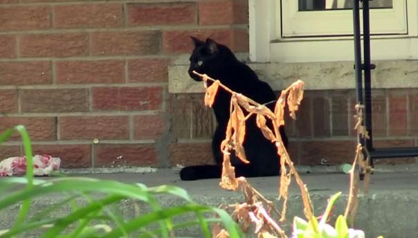 安省警方正調查肢解貓事件