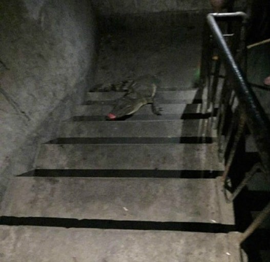 腳底感覺軟綿綿! 貴州夫婦出門踩鱷魚