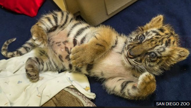 美國青少年涉從墨西哥偷運小老虎入美 被捕