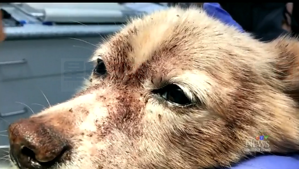 “我不能看著你死” 長10萬跳蚤小狗被獸醫救活