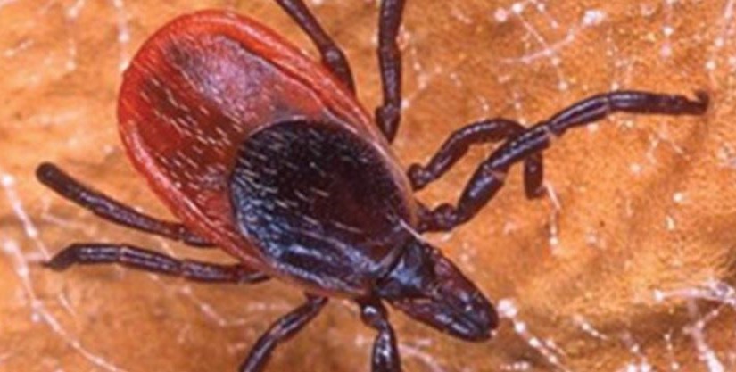 出遊注意！約克區4人感染西尼羅或萊姆病毒