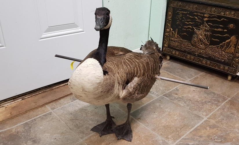 好可憐！安省加拿大鵝中箭穿身1個月才得救