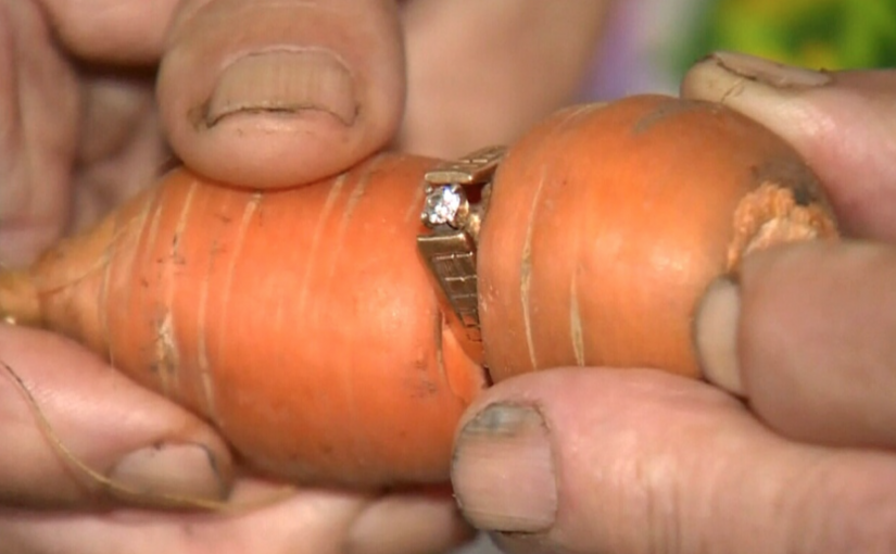 加國長者丟了戒指 13年后胡蘿蔔上被發現