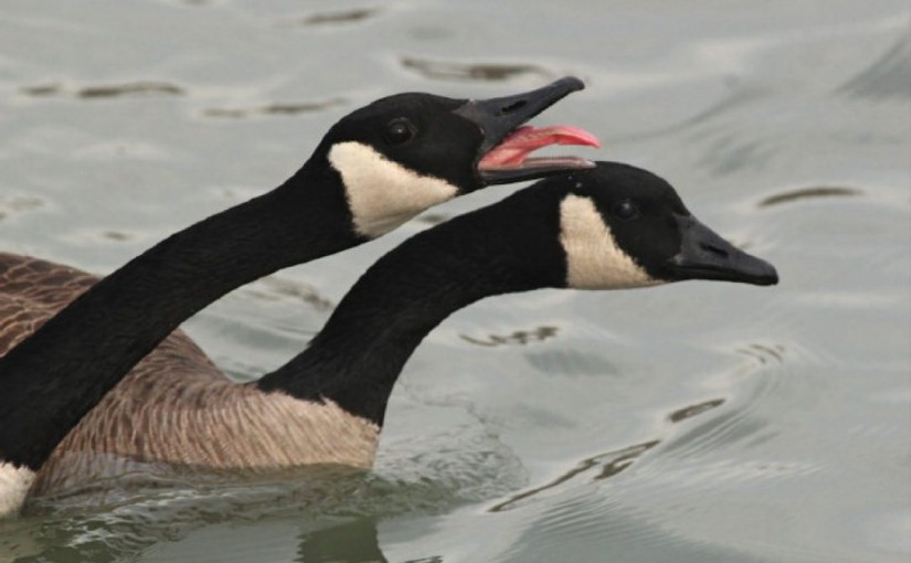 美國華盛頓公園為保護環境殺加拿大鵝 做成肉捐給無家可歸人士