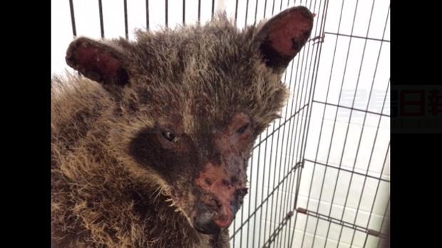 是誰殘忍焚燒小浣熊！動物組織懸賞$1000尋找嫌犯