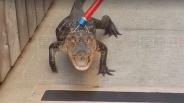 漢密爾頓居民去後院燒烤 結果發現了一隻鱷魚…