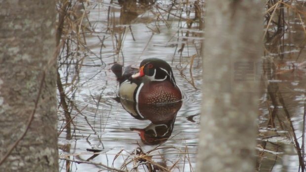 勒住鴨子的脖子拍照 安省男子被控虐待動物