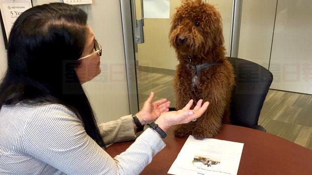 Metrolinx考慮修改寵物乘車政策