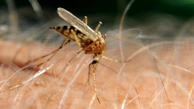 多倫多一人類感染西尼羅病毒 今年第一例