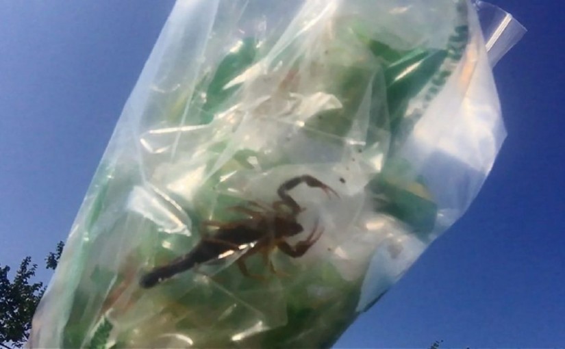 加國Costco香蕉袋裡竟有一隻蝎子！