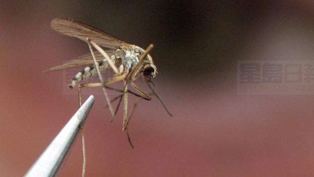安省今年或為五年來西尼羅病毒最嚴重的一年