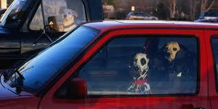 又傳虐狗?大熱天男子將狗留在車內遭罰