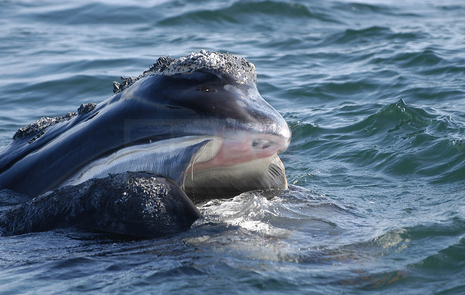 加拿大海岸護衛隊船隻被指超速 遭罰6,000元