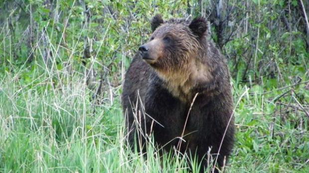 我不想死！母親被熊咬死 少女又撞到熊