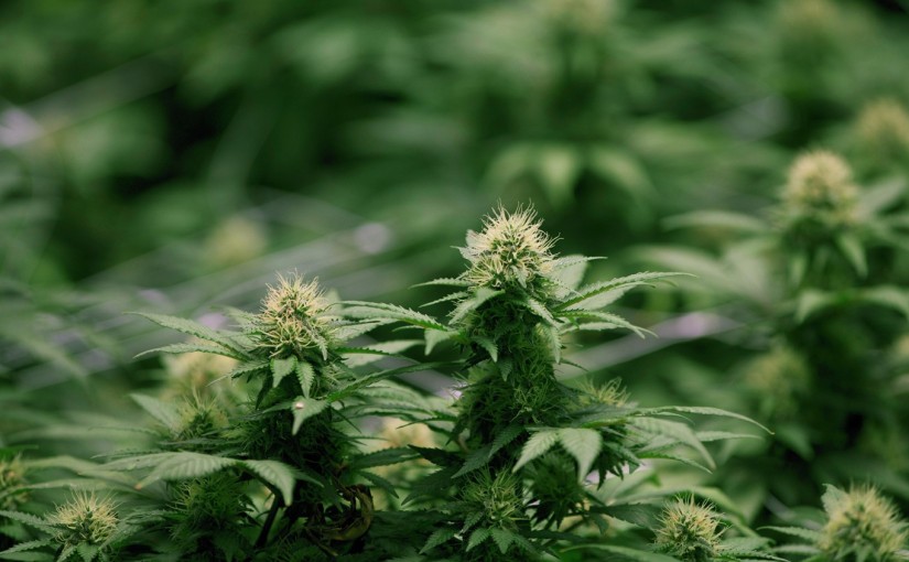 安省學院將開設大麻種植專業課程 學制一年