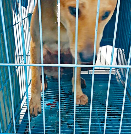 威斯康辛一祖母將九歲孫女鎖狗籠