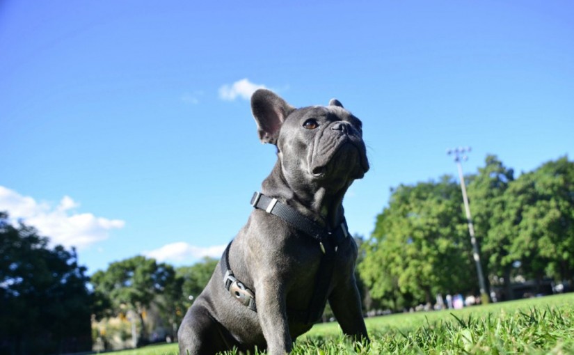 被從Harvey颶風中解救的狗狗們已經抵達多倫多