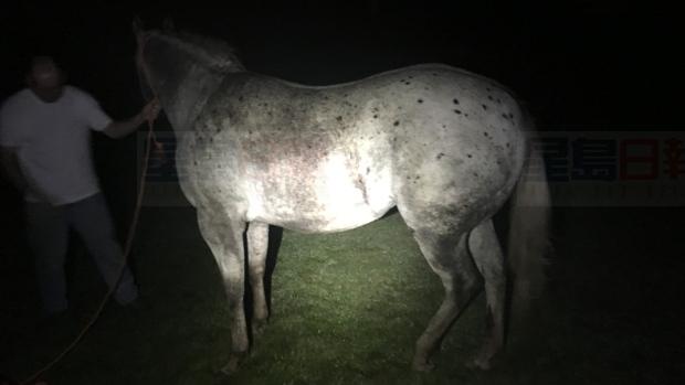 大多區一匹小馬走丟了 警方：30年來頭一回