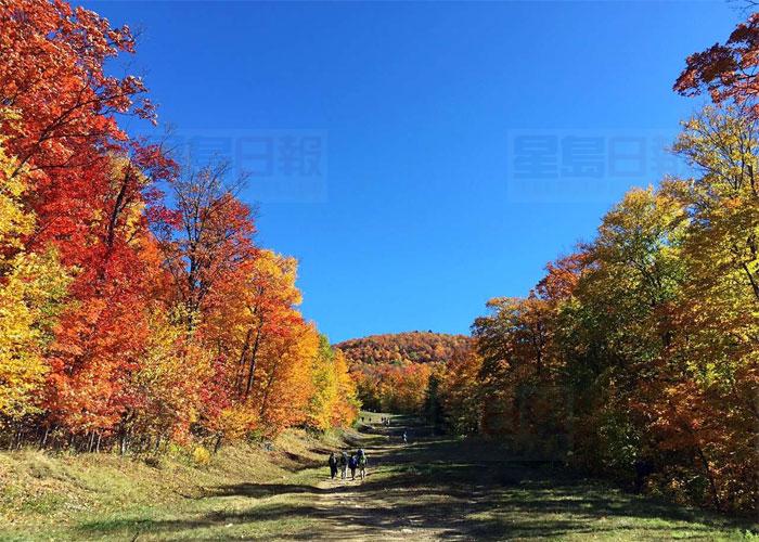 阿崗昆公園最新賞楓報告