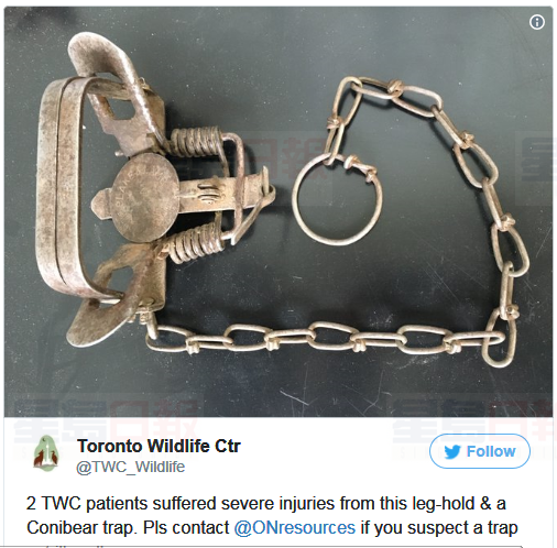 兩隻動物死於大多居民區非法捕獸夾