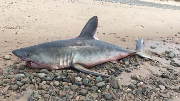 加國三小夥跳入大西洋搶救擱淺鯊魚