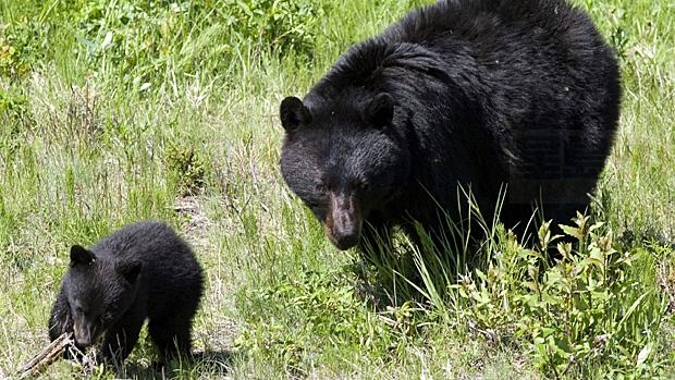 卑詩省猛男拳擊黑熊面部拯救女友