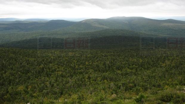 全球變暖將導致海洋省份軟木產量下滑