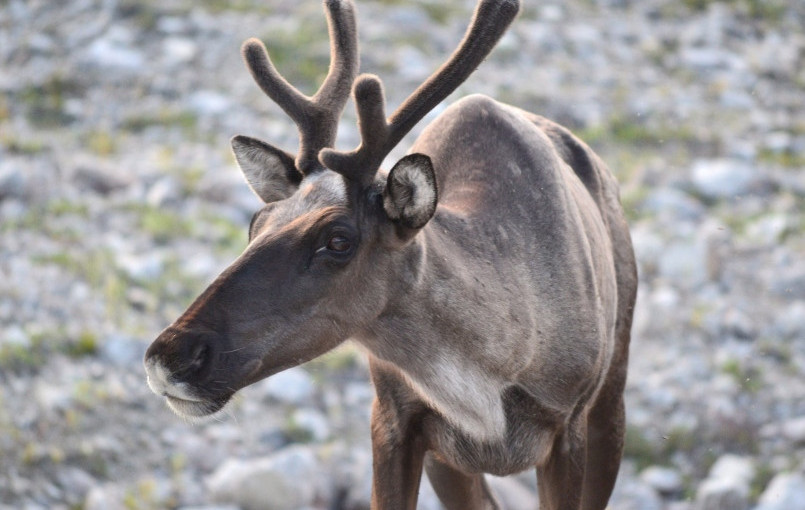 聖誕將至 這個地方卻有上百頭馴鹿非正常死亡！
