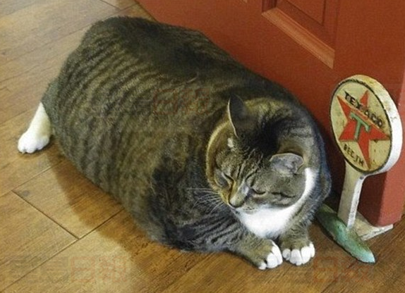 最新研究：80萬癌症案例與超重和糖尿病有關