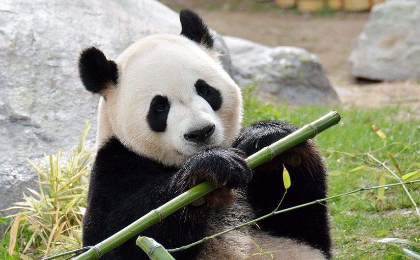 多倫多動物園讓大熊貓預測週日比賽勝負