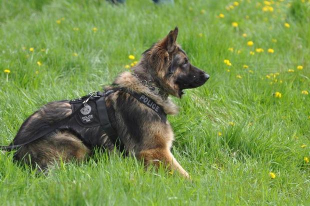 多倫多警方為警犬裝備防彈背心