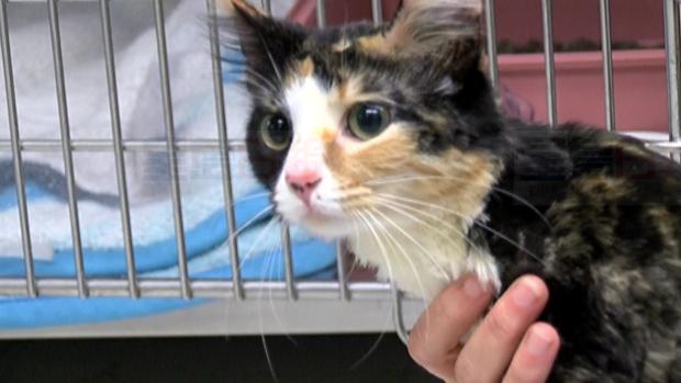 最新研究：養貓會讓孩子變笨？