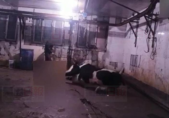 黑心屠場大錘殺牛注泡打粉 專家:食用過多恐癡呆