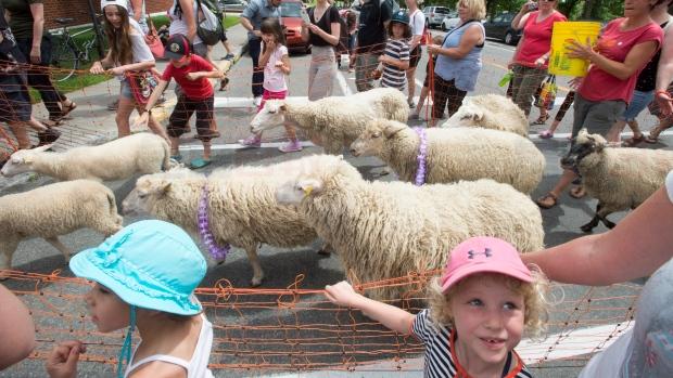 最新研究：绵羊可以区分人脸認出奧巴馬