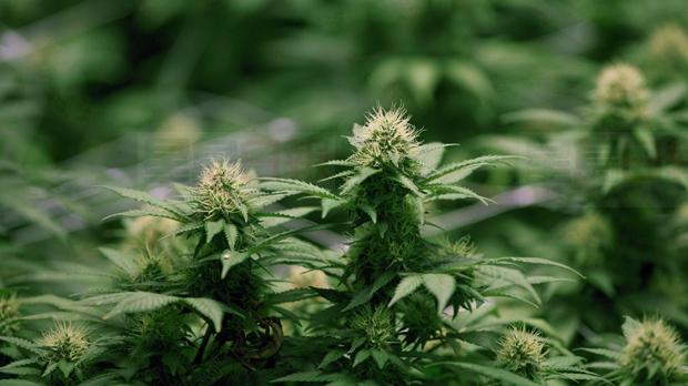 加國大麻合法不代表遊客可以帶大麻入境